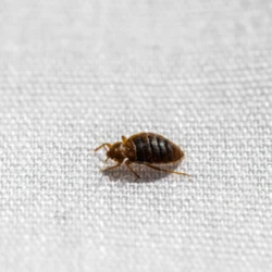 The Importance of Hiring a Bed Bug Texas Termite &amp; Pest Control For Pest-Free Home