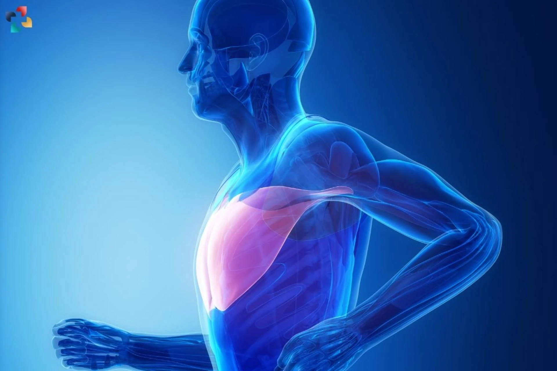 Pectoralis Major Strain: Causes, Symptoms, Treatment, and Prevention | The Lifesciences Magazine