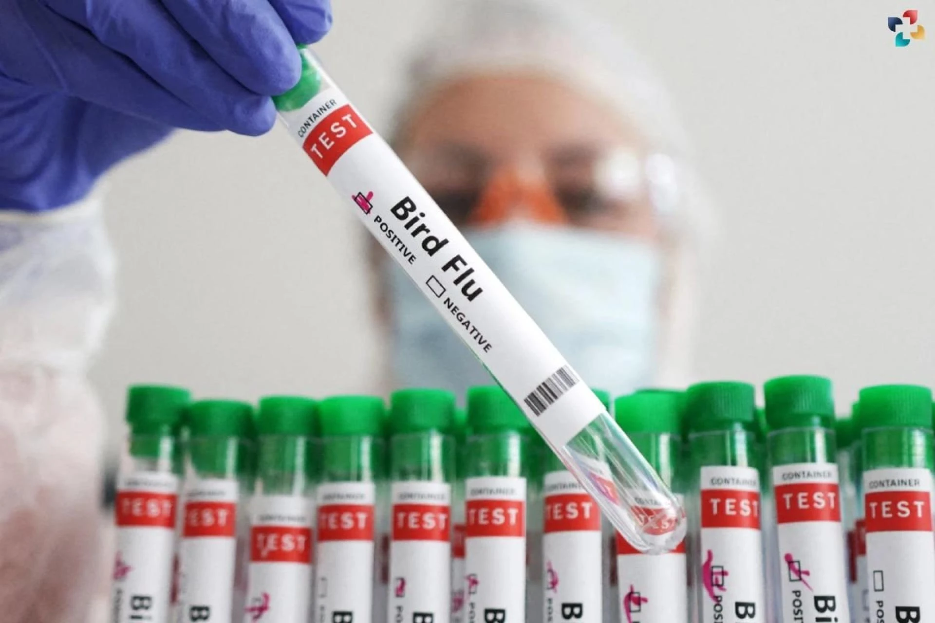 Bird Flu Vaccination Program Debated by U.S. Experts Amid Rising Cases in Dairy Cattle | The Lifesciences Magazine