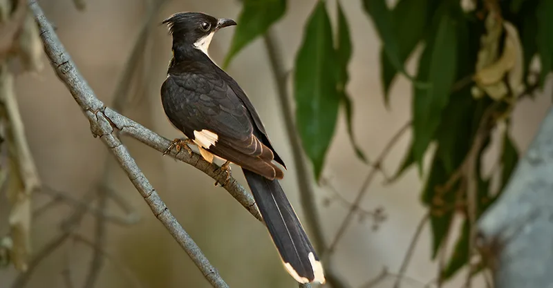 Pench National Park, Birding in Pench, Bird Watching in Pench