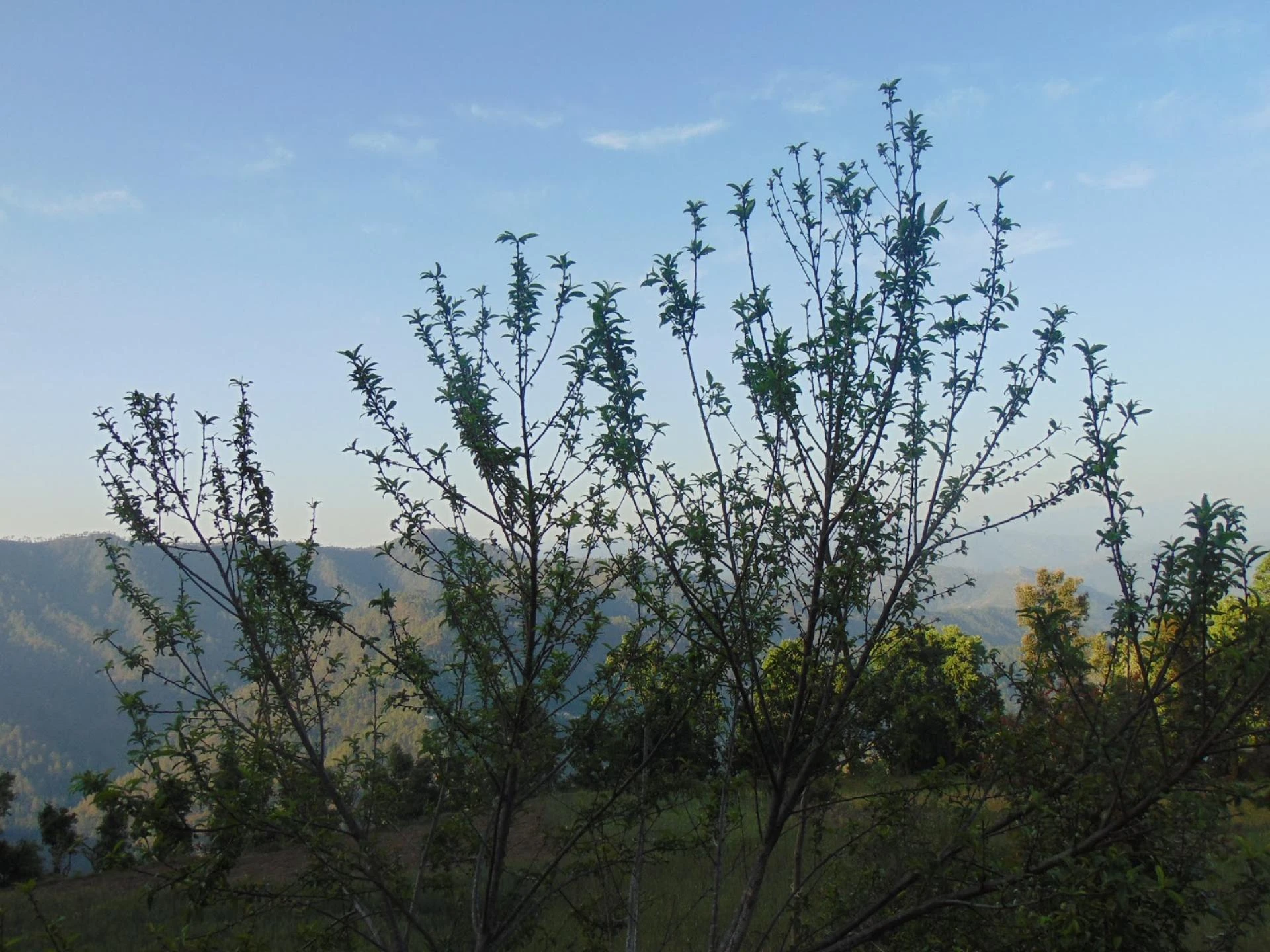 Maa Anandmayee Guest House, Eco Binsar, Dhaulachinna - A few sights