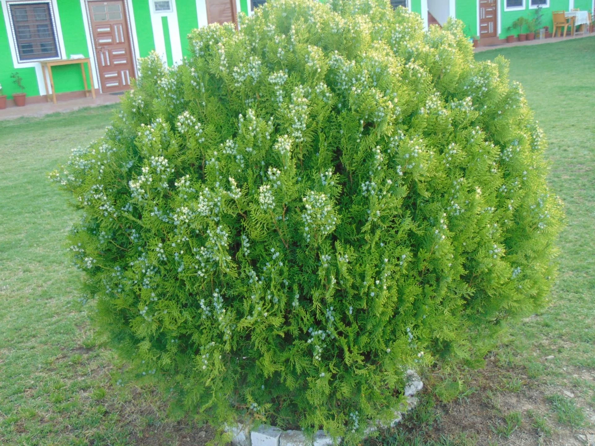 Maa Anandmayee Guest House, Eco Binsar, Dhaulachinna - A few sights