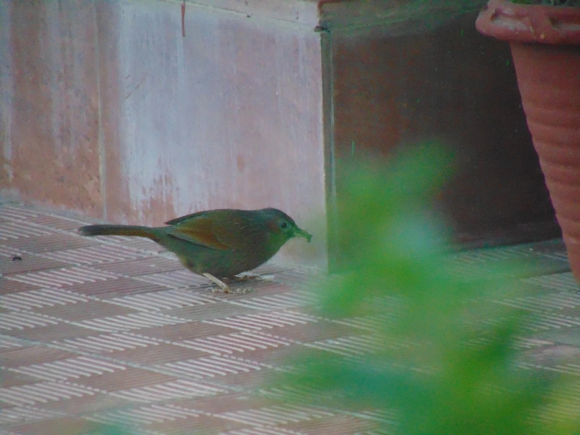 Maa Anandmayee Guest House, Eco Binsar, Dhaulachinna - A few sights