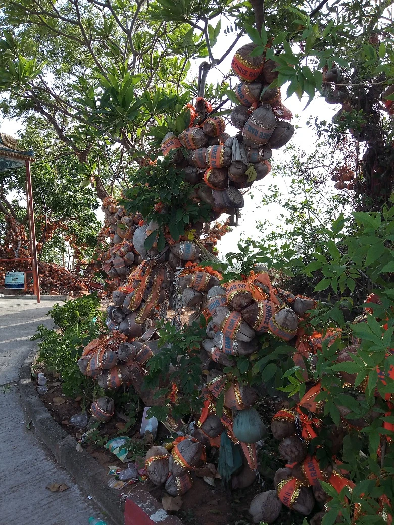coconuts tied to trees with wishes written on them