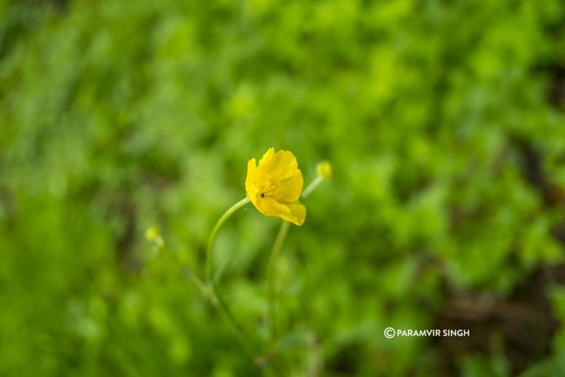 Another beautiful wildflower in Safenwil, Switzerland