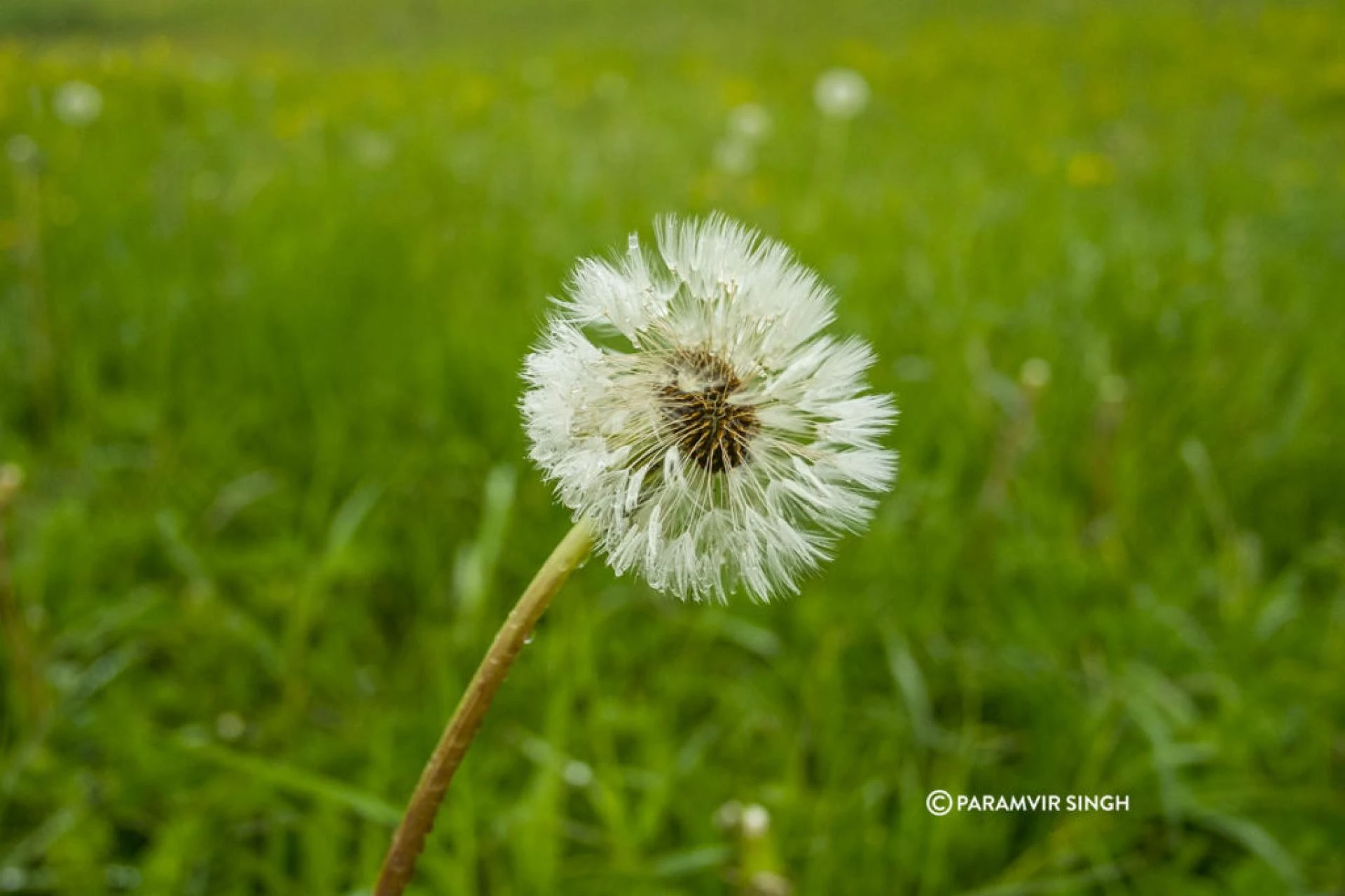 Dandelion in Safenwil, Switzerland