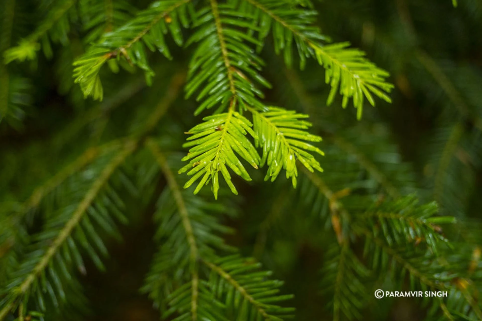 Lush wet leaves in Safenwil forest, Switzerland