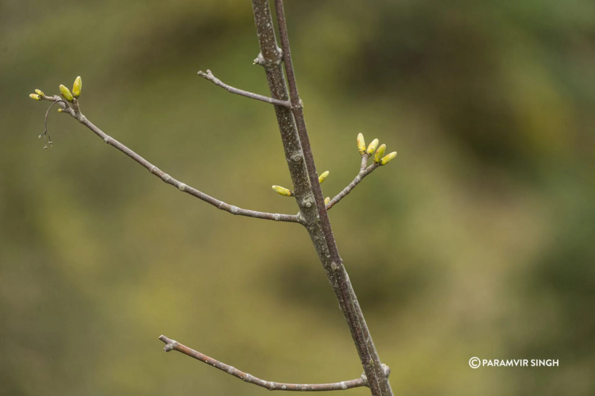 Fresh buds on a twig in Lucerne, Switzerland