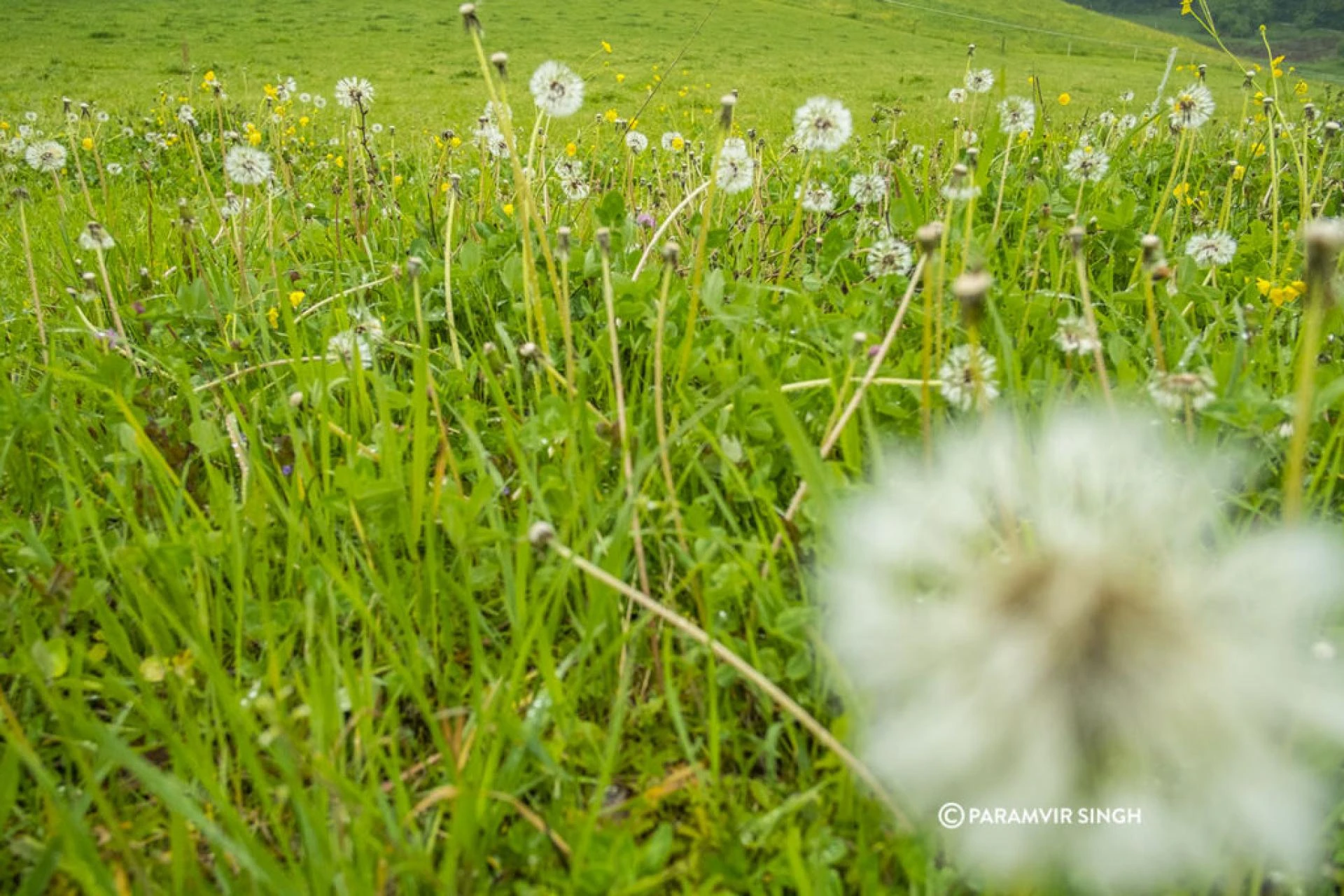Danelions in Safenwil