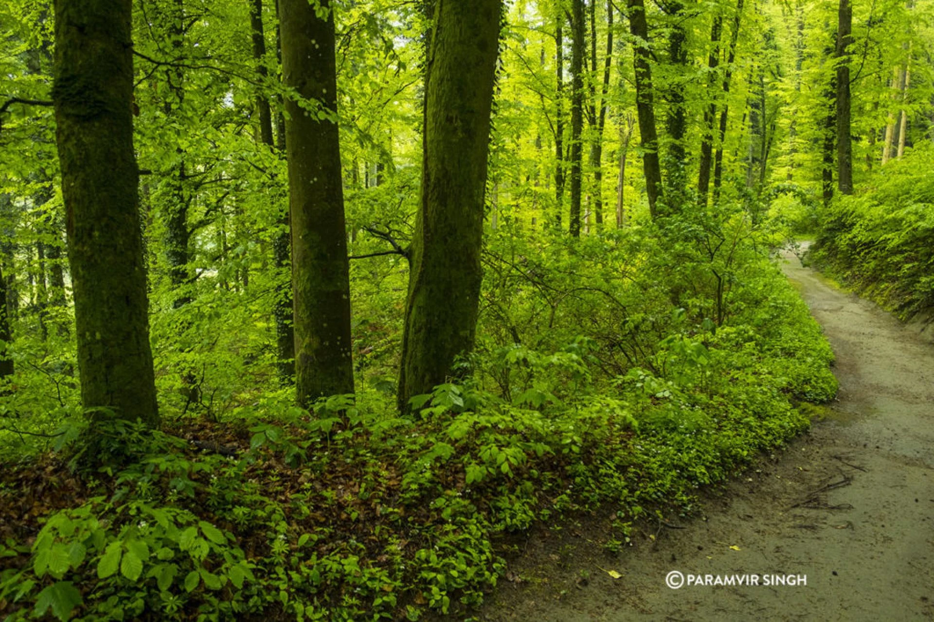 Trekking in Safenwil Forest