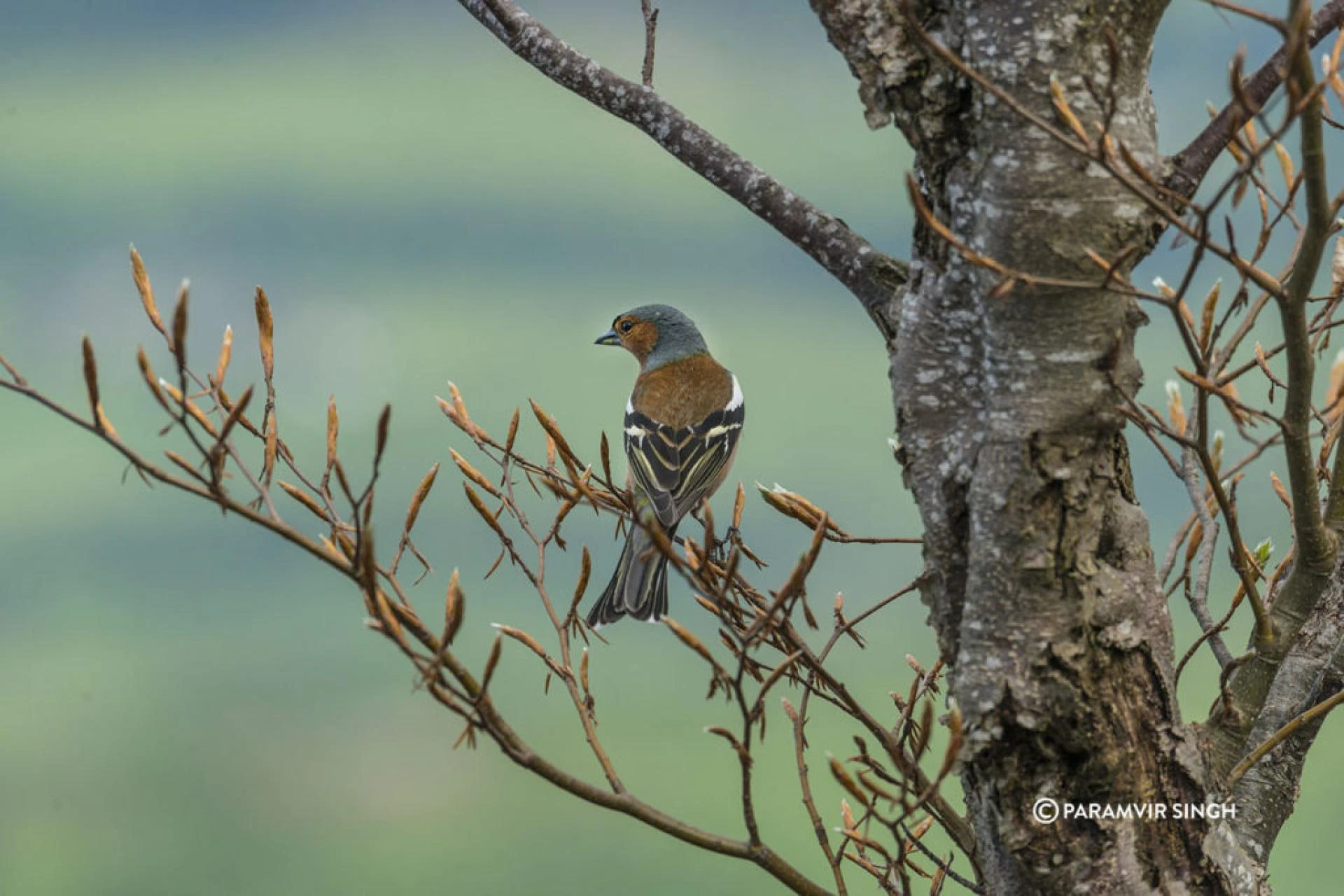 Common Chaffinch (Fringilla coelebs)