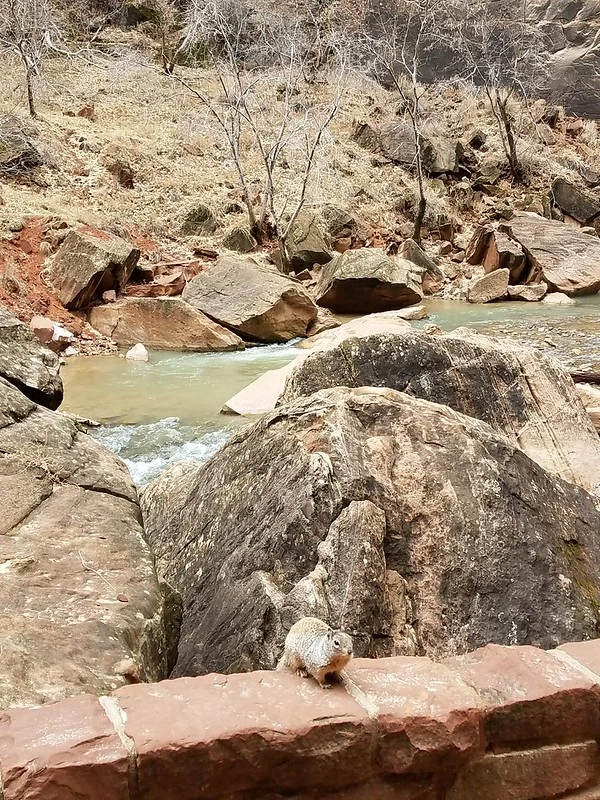 Playful squirrel spotted on the Temple of Sinhawava Trail