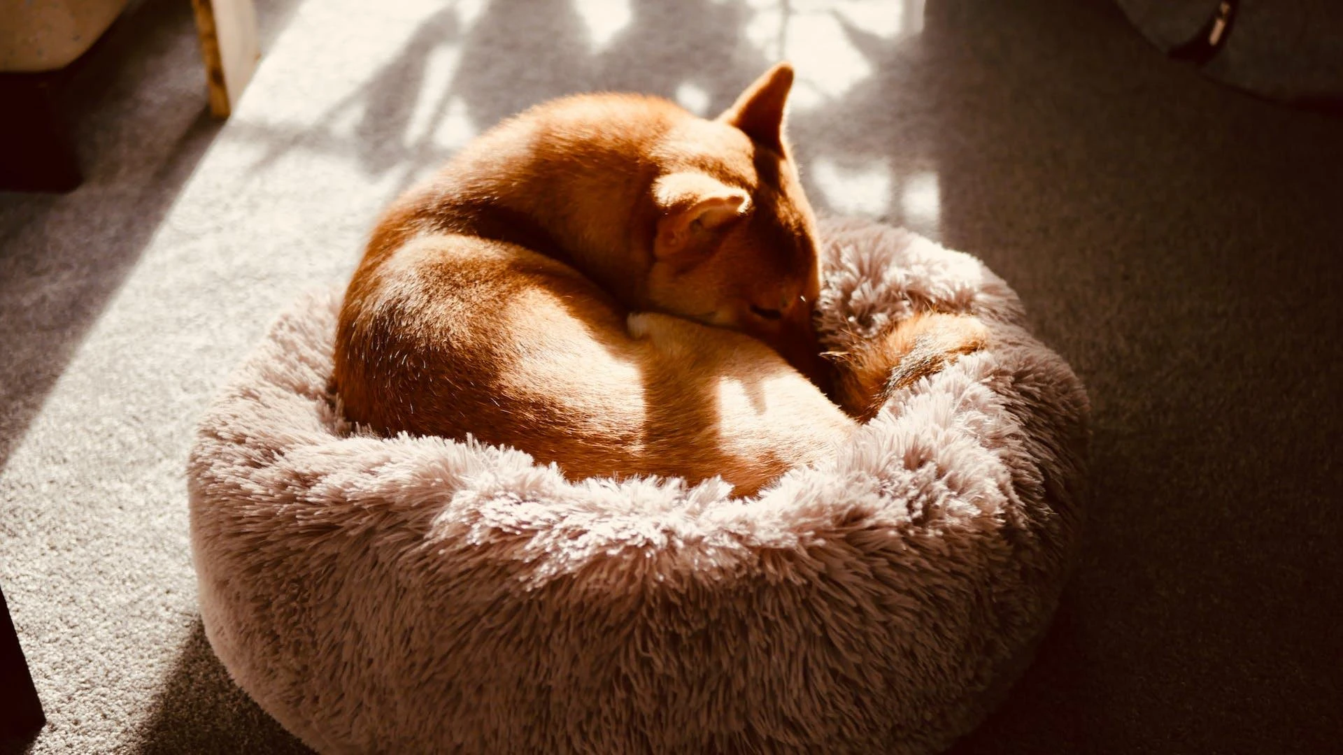 print on demand pet products