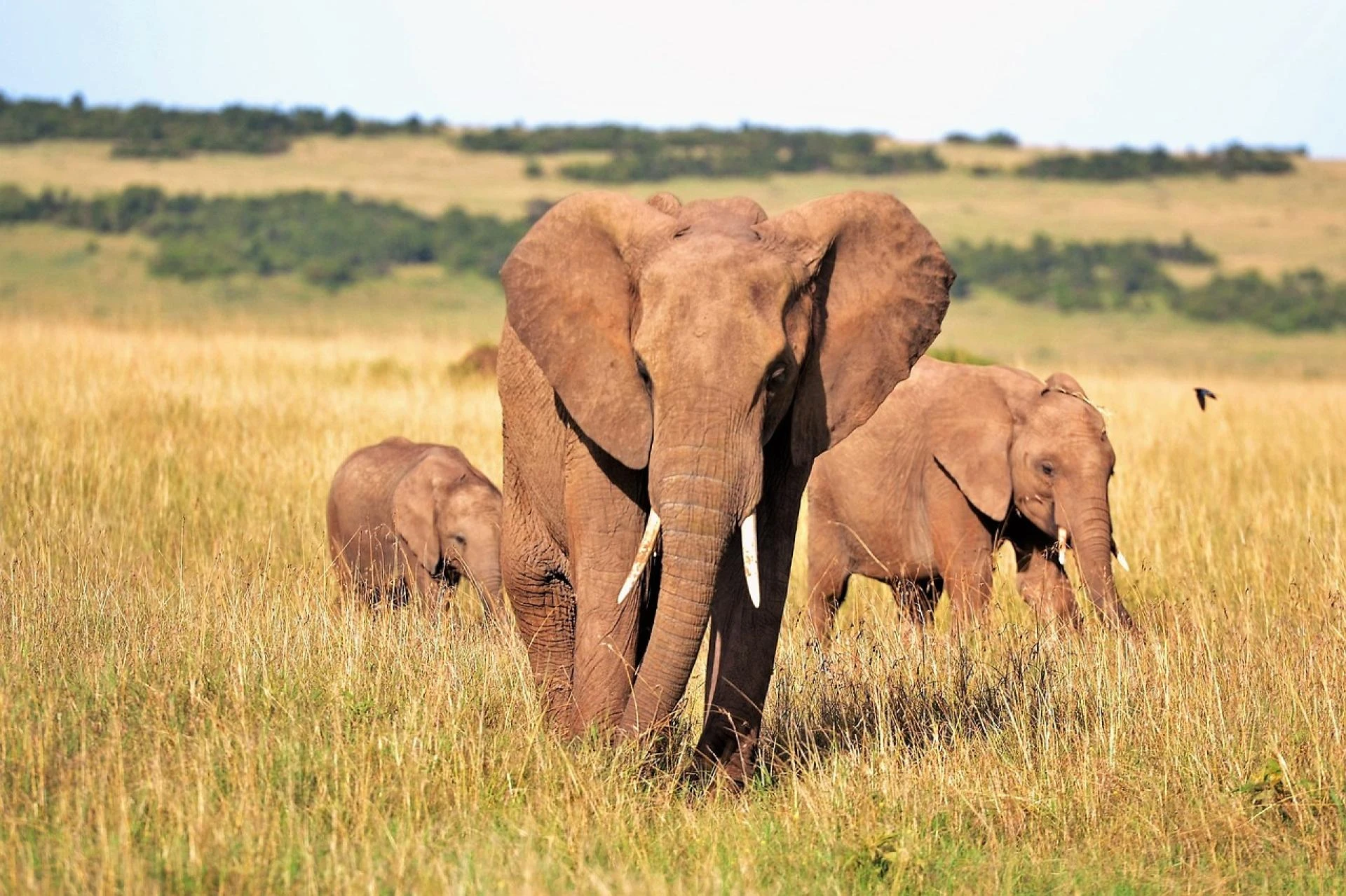 Free Elephants Tusks photo and picture