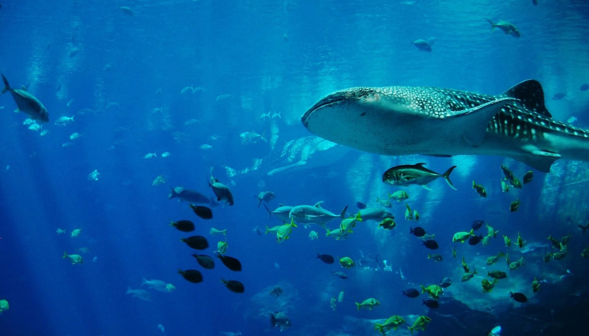 Free Whale Shark Shark photo and picture