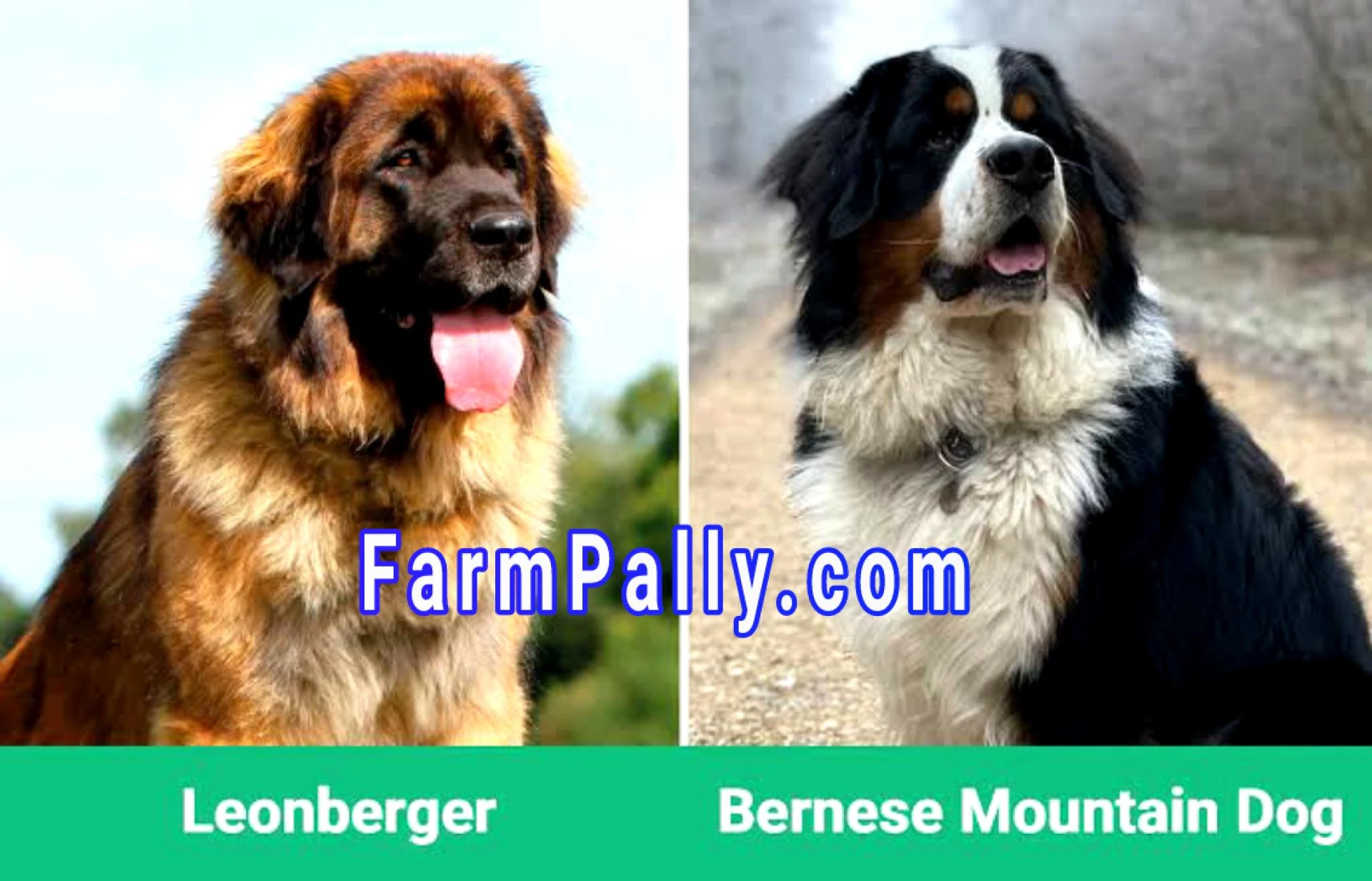 Comparison between Estrela Mountain Dog and Leonberger - FarmPally