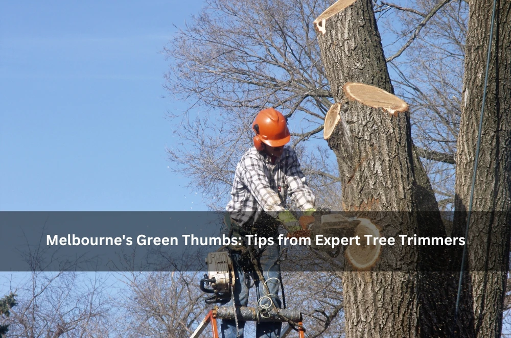 Melbourne's Green Thumbs: Tips from Expert Tree Trimmers
