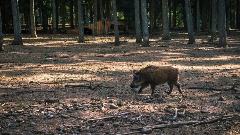 Draft: The Ethics of Wild Hog Hunting In Texas