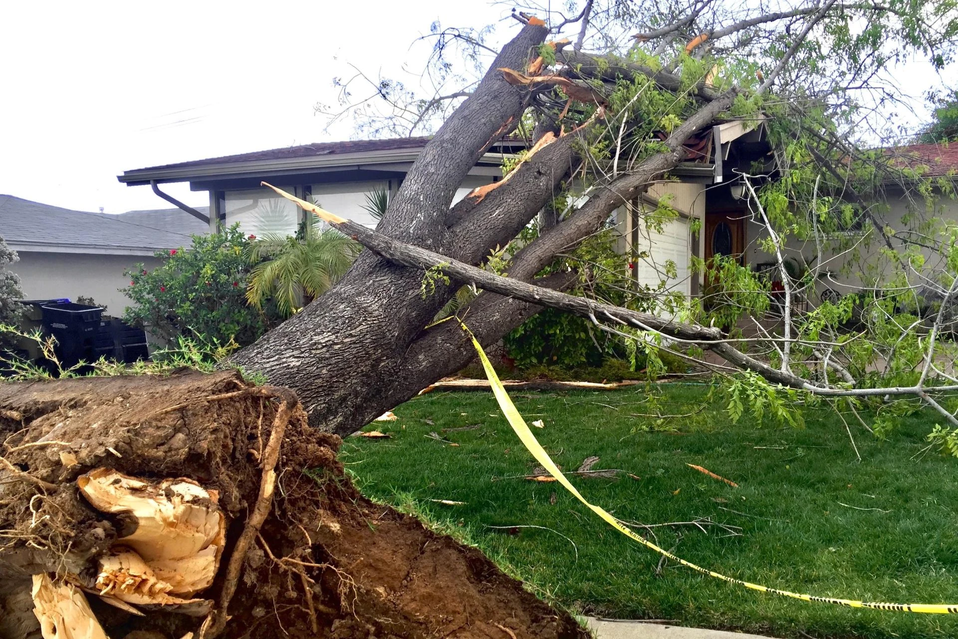 Arborist are Essential in Helping Trees Recover After Storms