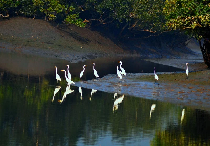 Wonderful Sundarban Package Tour with Hotel Sonar Bangla