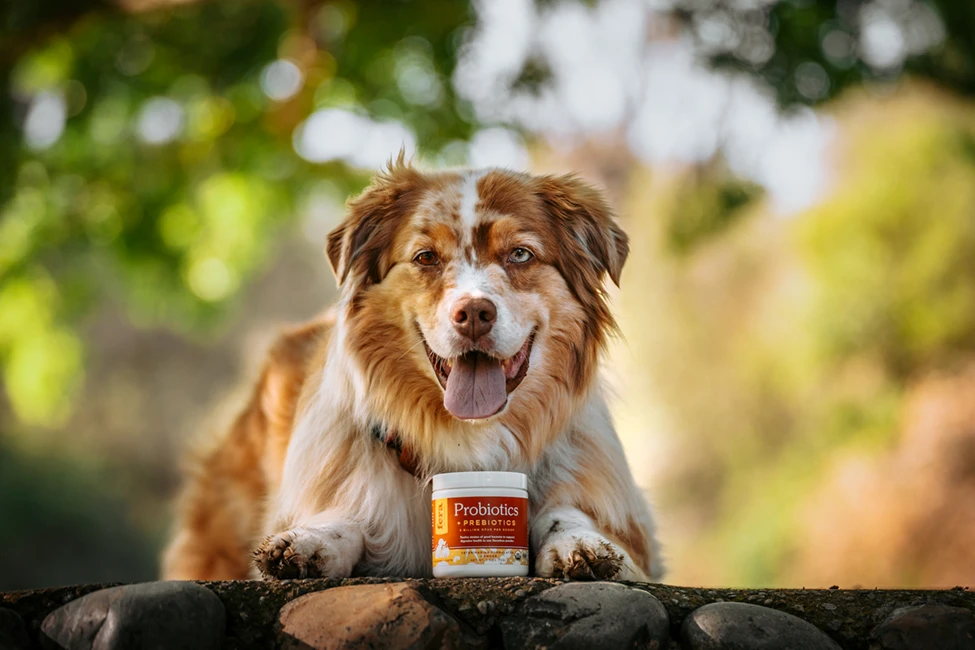 Australian Shepherds and Gut Health: 8 Key Tips for Your Pup's Digestive Wellness
