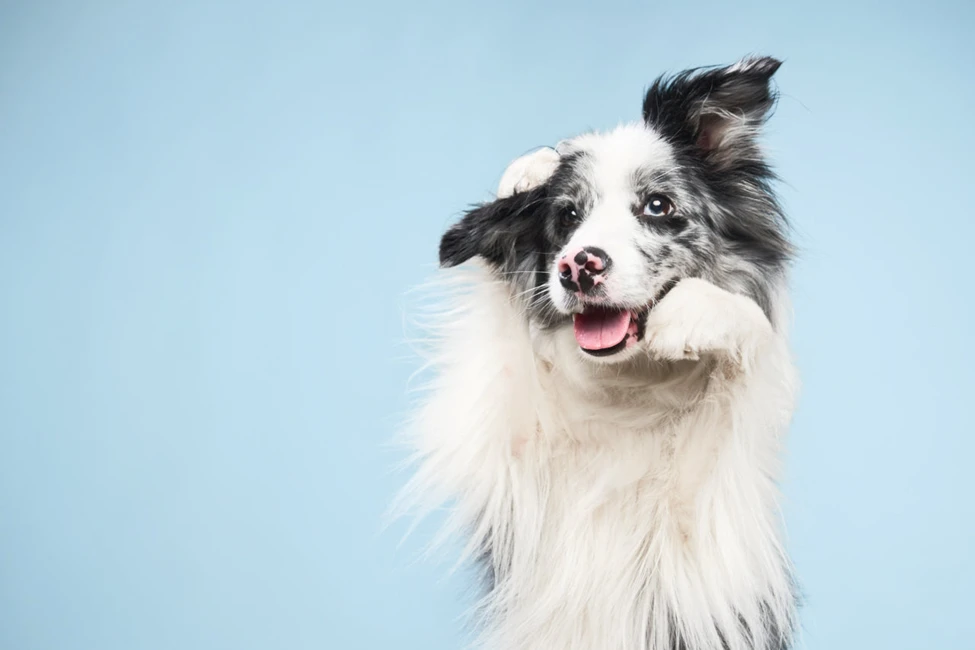 Australian Shepherds and Gut Health: 8 Key Tips for Your Pup's Digestive Wellness