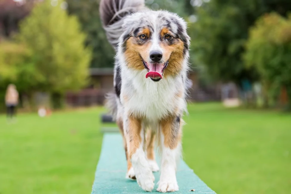 Australian Shepherds and Gut Health: 8 Key Tips for Your Pup's Digestive Wellness