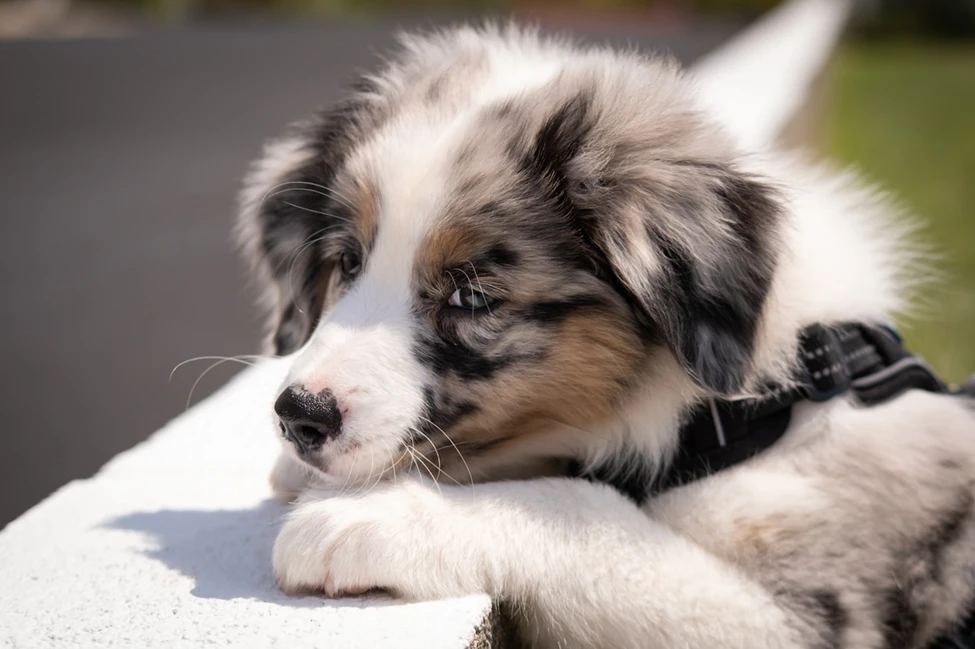 Australian Shepherds and Gut Health: 8 Key Tips for Your Pup's Digestive Wellness