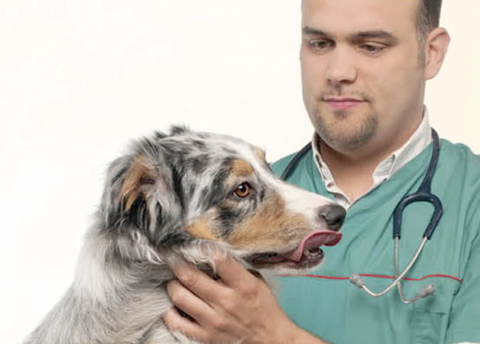 Australian Shepherds and Gut Health: 8 Key Tips for Your Pup's Digestive Wellness