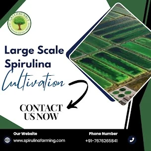 Large Scale Spirulina Cultivation: Techniques and Technology