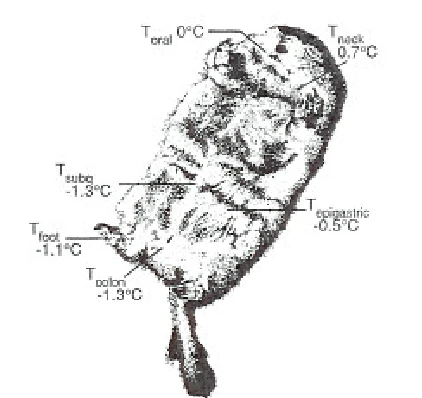 How Hibernating Rodents Inspire Human Hibernation Technology?