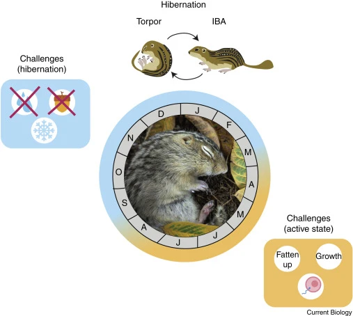 How Hibernating Rodents Inspire Human Hibernation Technology?