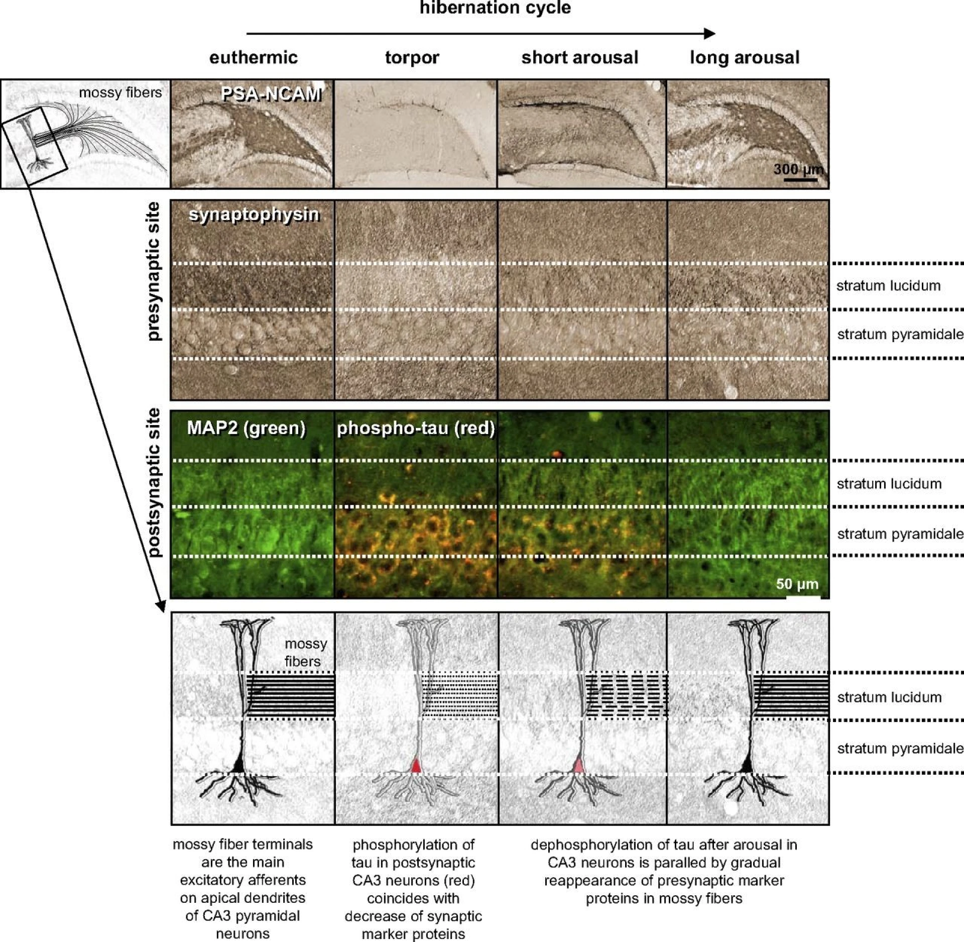 How Hibernating Rodents Inspire Human Hibernation Technology?