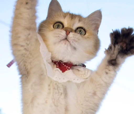 The Benefits of Multi-Cat Households: Are Two Cats Better Than One?