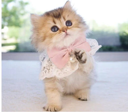 The Benefits of Multi-Cat Households: Are Two Cats Better Than One?