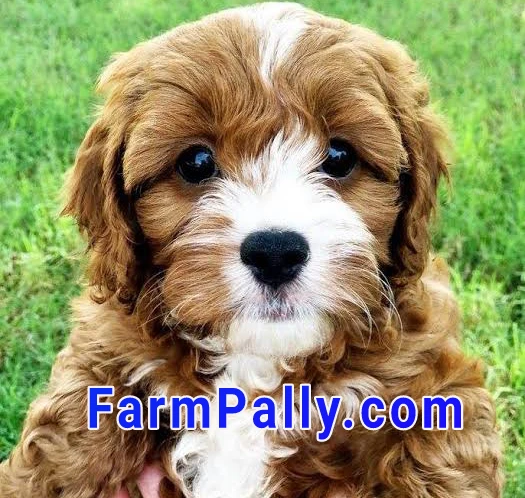 Farmpally allude Cavapoo puppies for Sale in Arkansas under $500