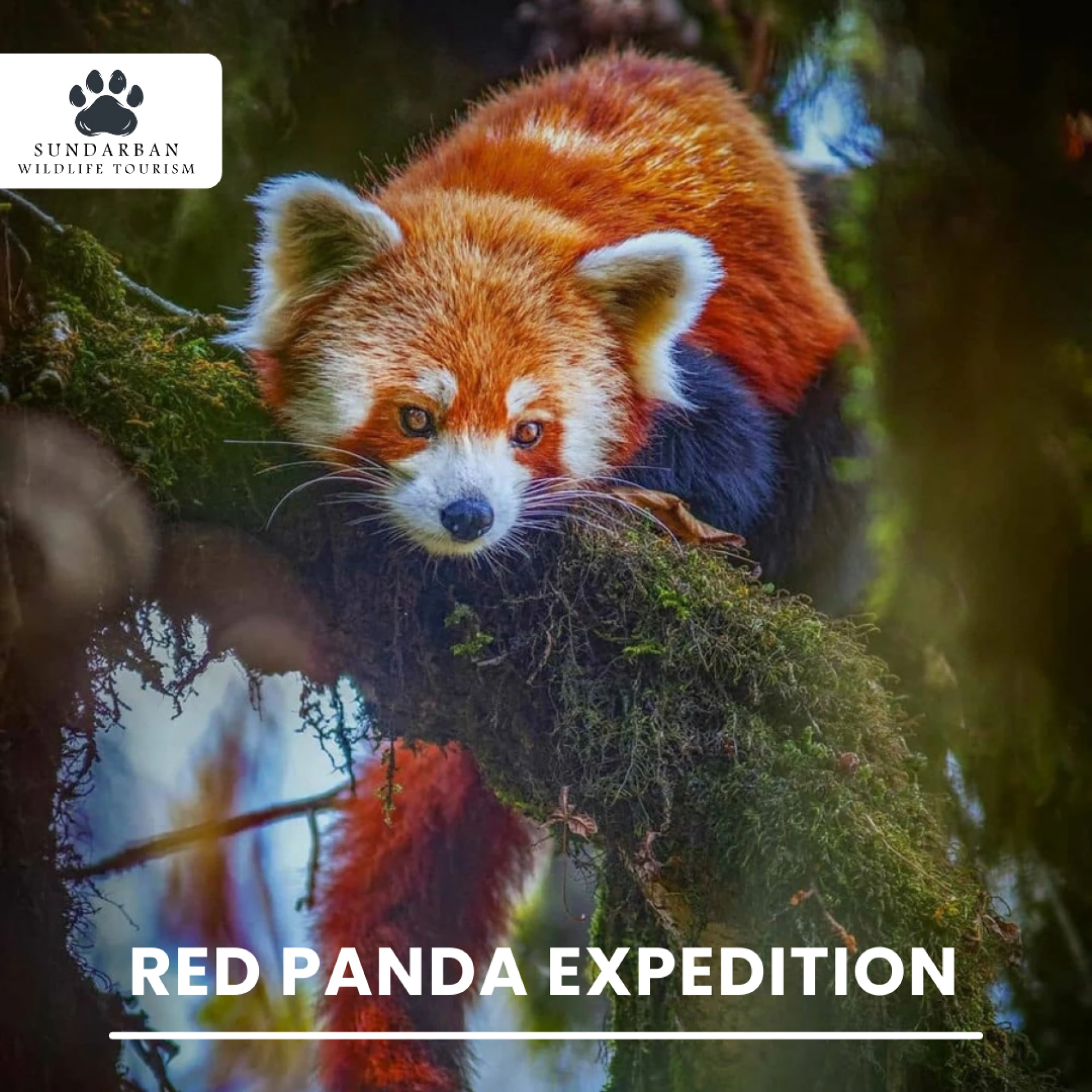 Red Panda Expedition: Explore the Wild with Sundarban Wildlife Tourism