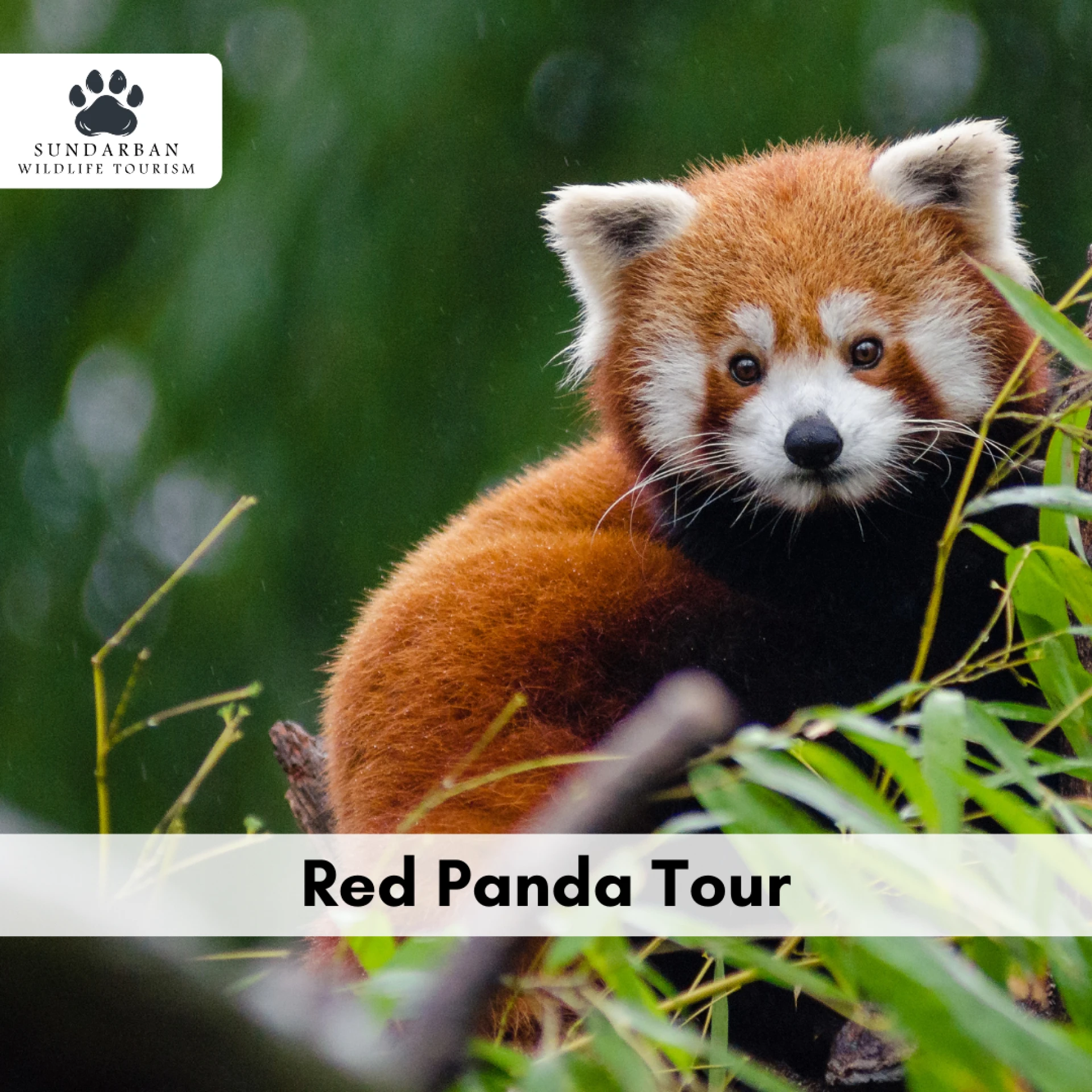 Red Panda Expedition: Explore the Wild with Sundarban Wildlife Tourism