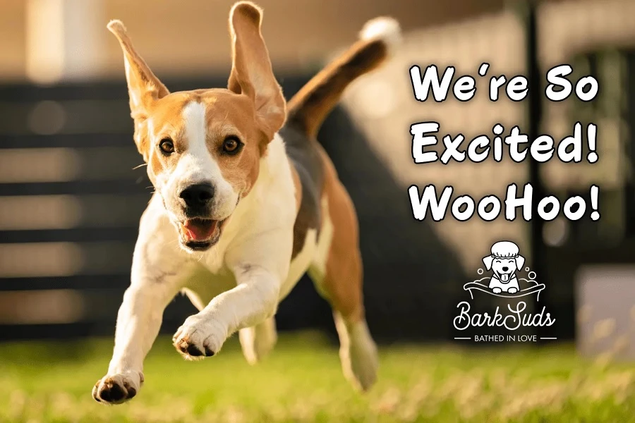 Pampering Your Furry Friends with Grooming Excellence