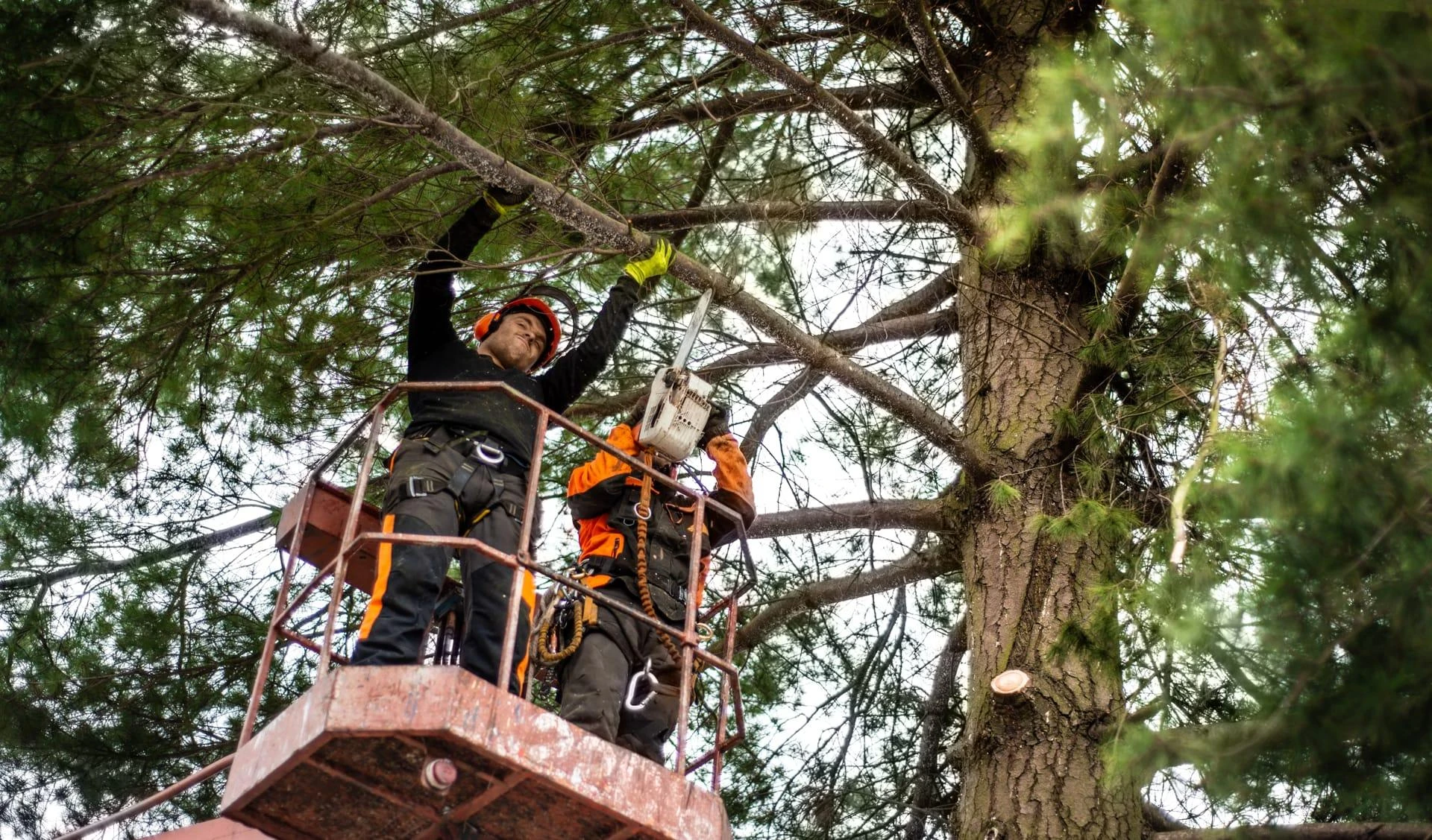 The Essential Role of Expert Tree Service in Pest and Disease Control