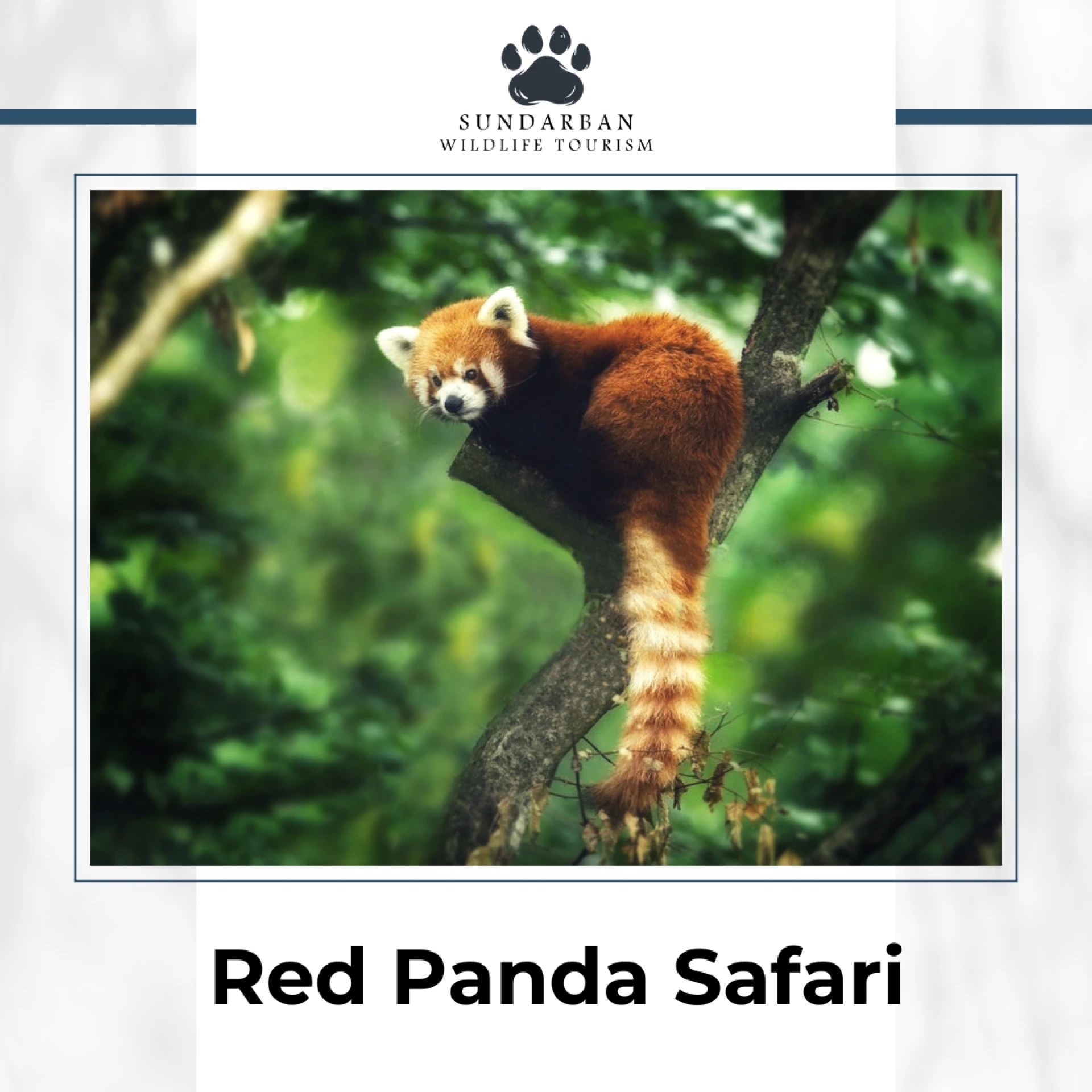 What Makes a Red Panda Safari Different from Other Wildlife Tours