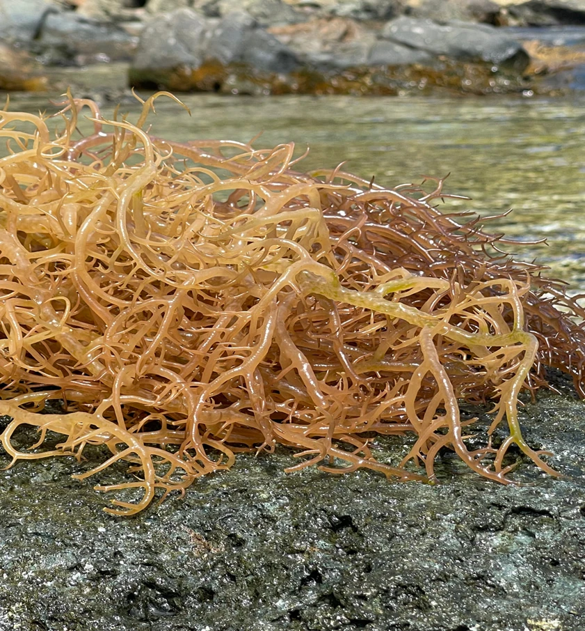 Why is Sea Moss So Popular? | Trending Ingredients