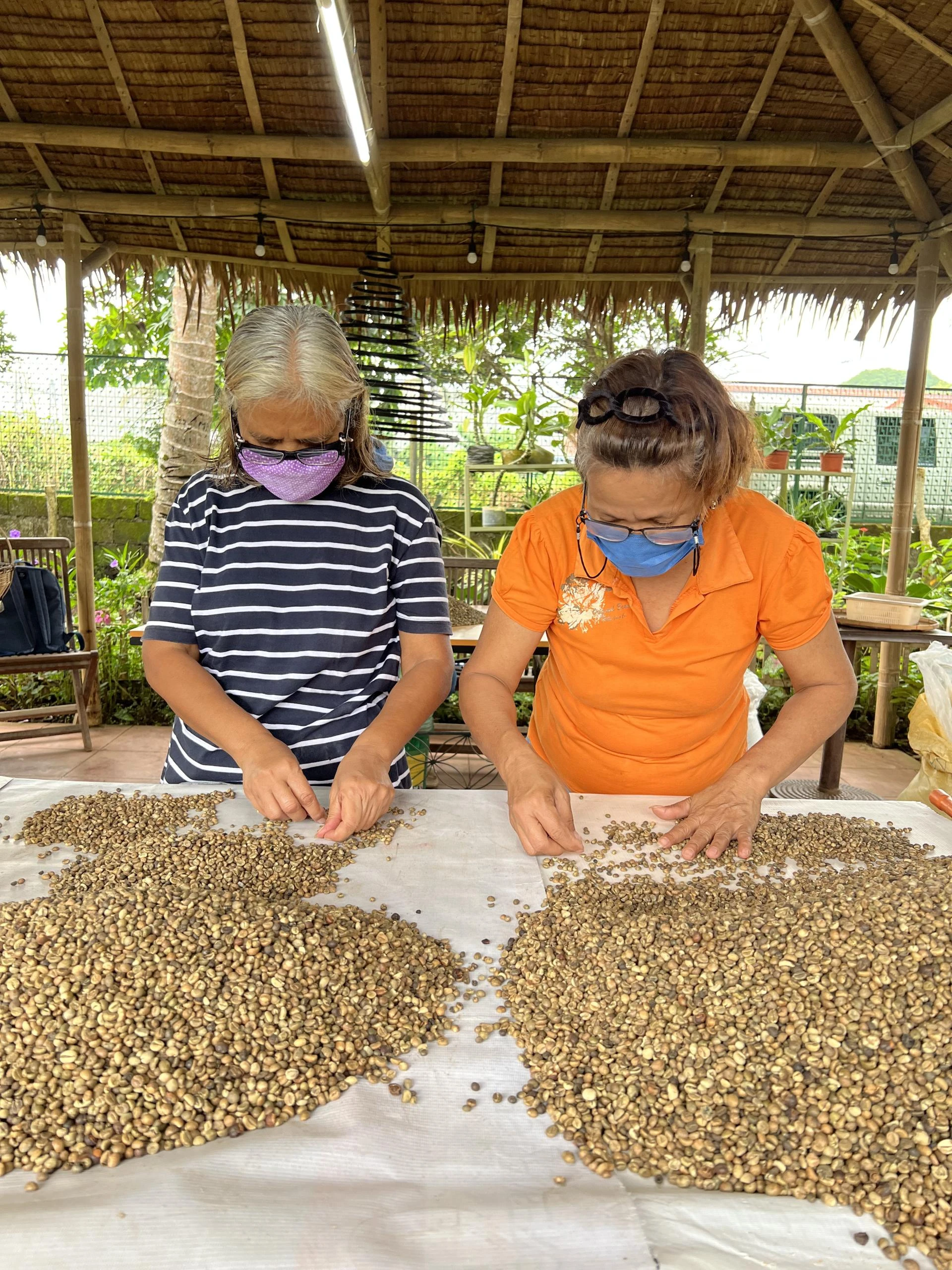 Fair and Direct Trade Coffee from the Philippines: How Kape de Filipina Supports Ethical Practices