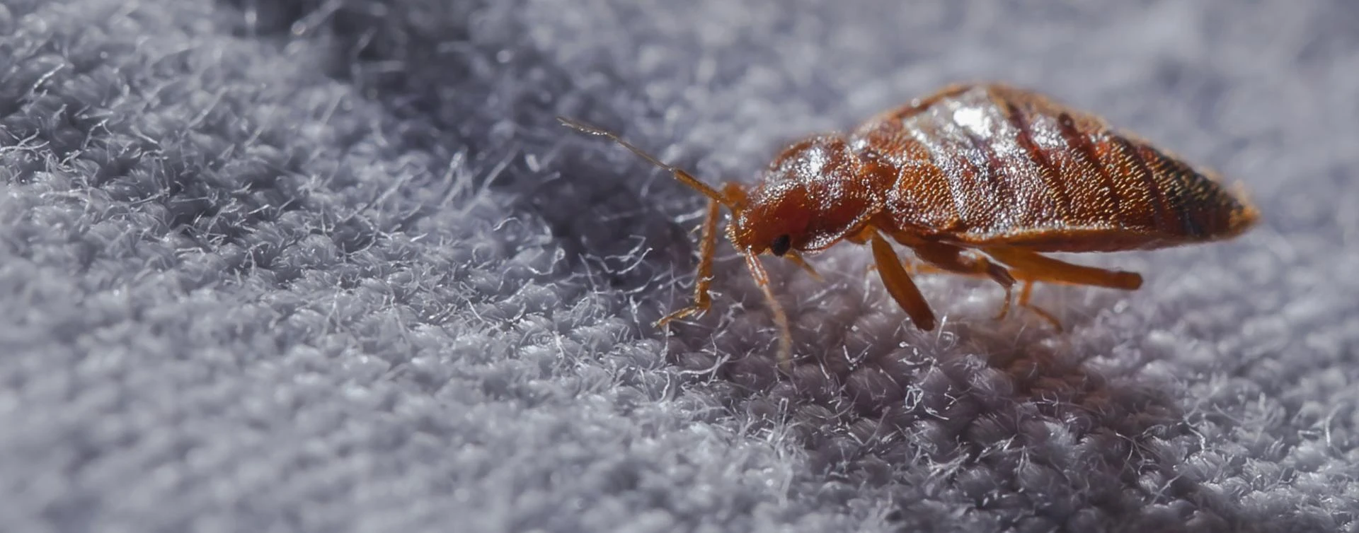 Understanding and Eliminating Bed Bugs: A Comprehensive Guide