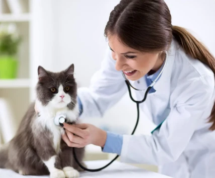 5 Common Pet Health Issues Treated in Vet Winnipeg Clinics