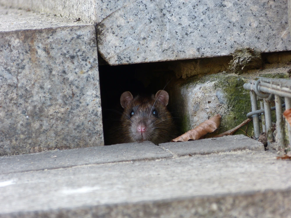 Expert Tips for Handling Squirrel and Raccoon Infestations