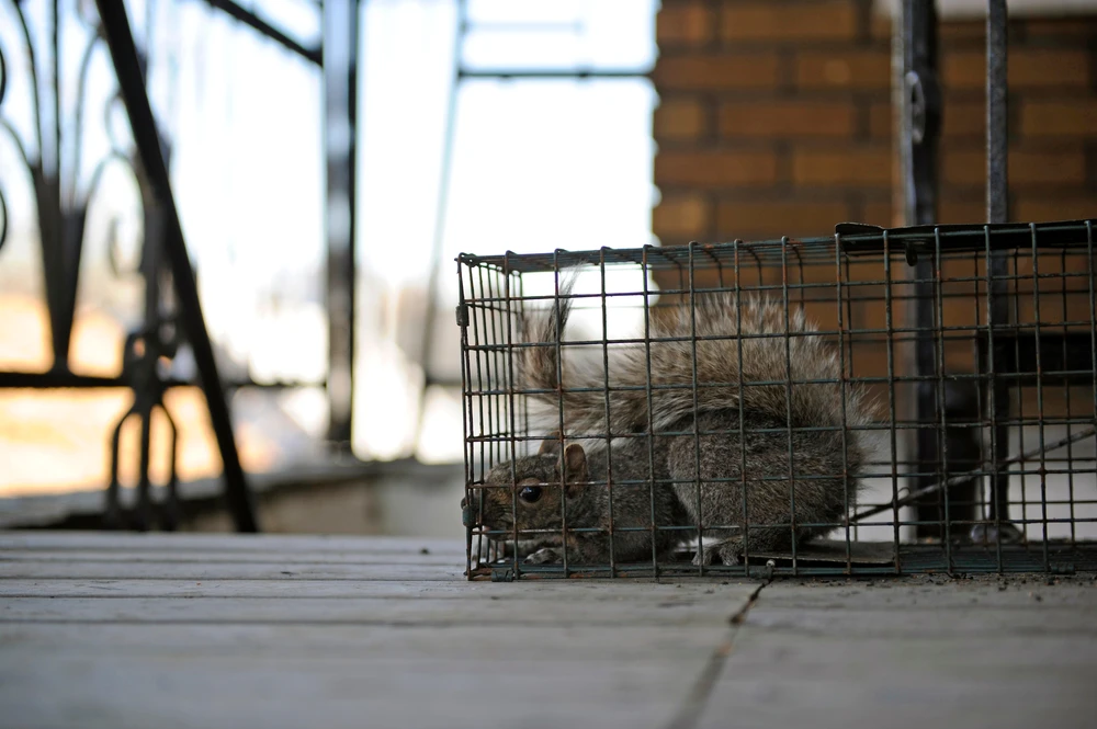 Expert Tips for Handling Squirrel and Raccoon Infestations