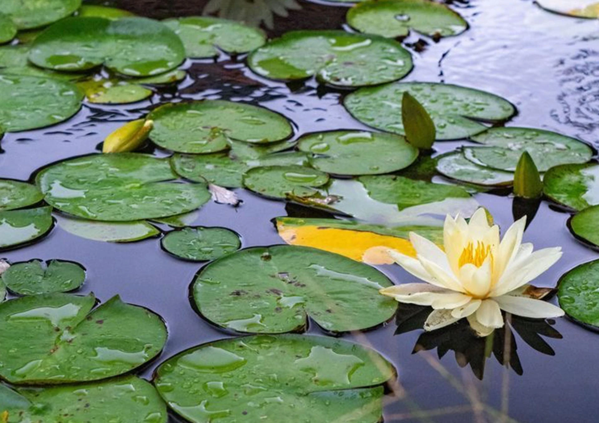 Why Are Aqua Gardens Perfect for Modern Living?