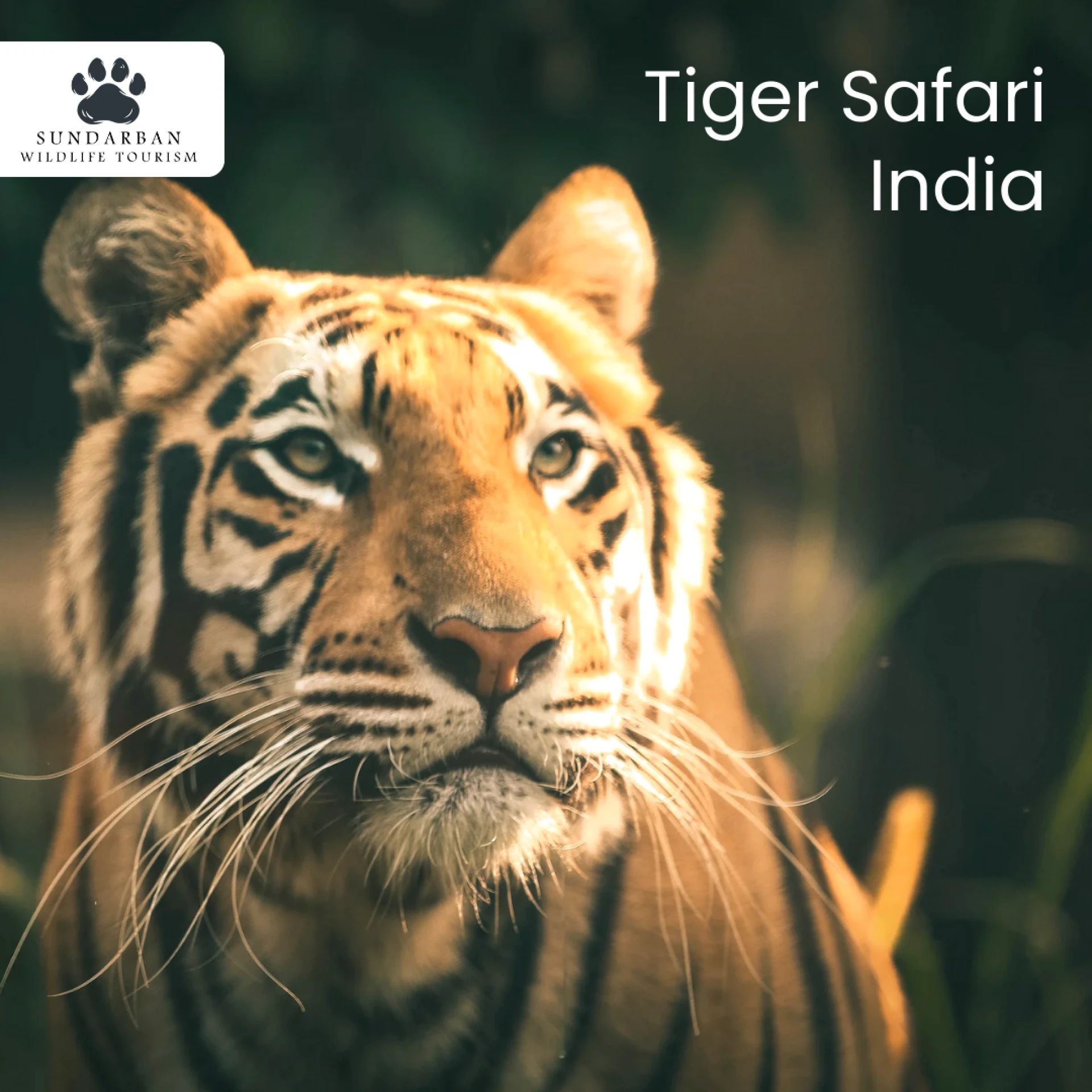 What’s the Best Time to Go for a Red Panda Photography Tour and Tiger Safari in India