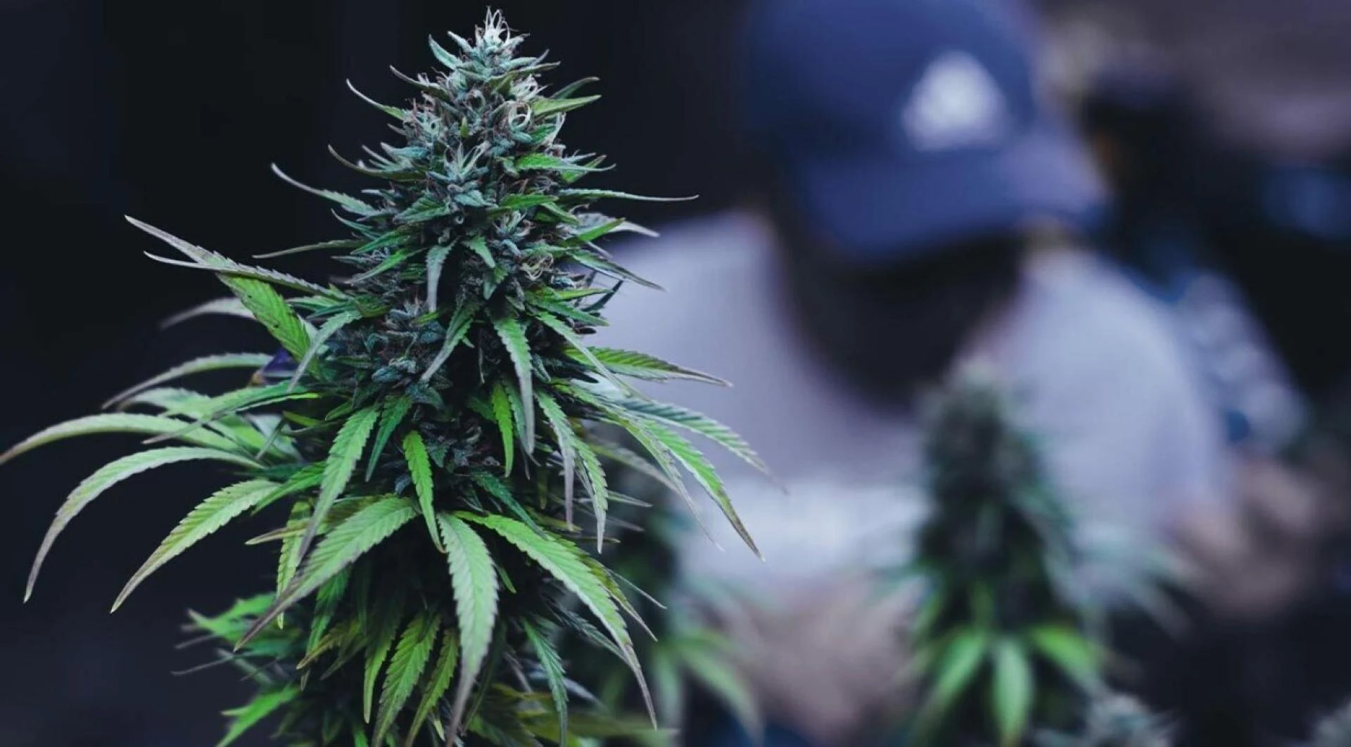 How Can Weed Delivery in Manhattan Help You Feed Weed Right?